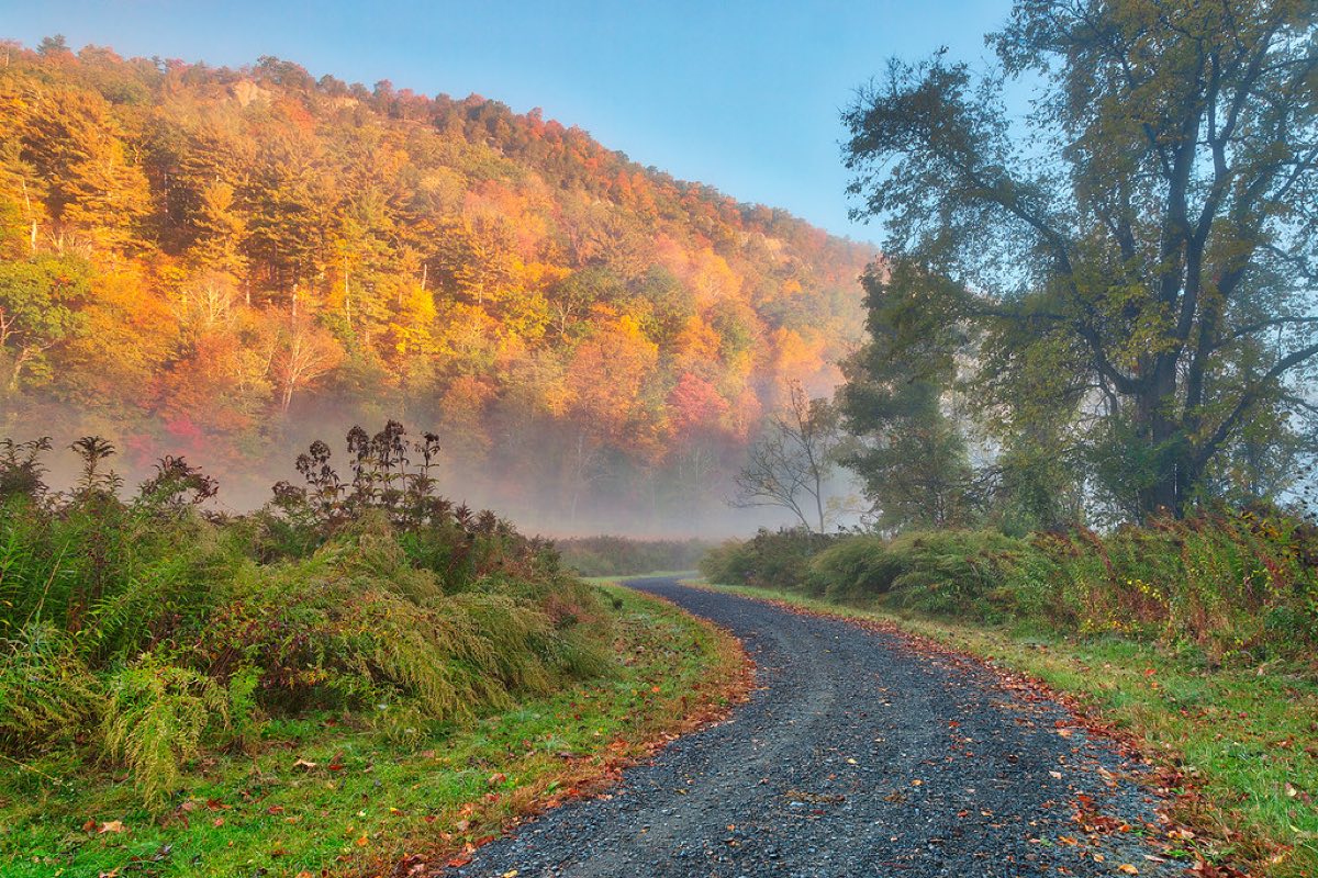 A quiet country road curving forward through misty trees at dawn, morning light on the hillside ahead.